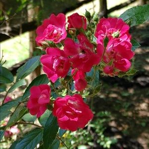 Meet your Posher, Connie